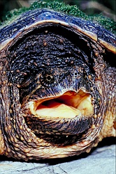 Snapping turtle