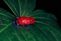 Arrow-poison frog picture