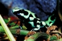 Arrow-poison frog picture