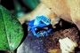 Blue Arrow-poison frog picture