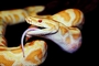 Burmese python picture