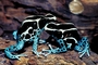 Dyeing Poison-Dart frog picture