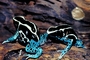 Dyeing Poison-Dart frog picture