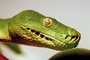 Green Tree python picture