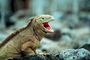 Iguana picture