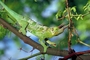 Jackson chameleon picture