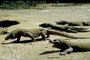 Komodo dragon picture