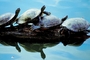 Painted turtle picture