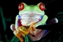 Tropical Red-eyed tree frog picture