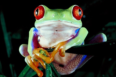 Tropical Red-eyed tree frog