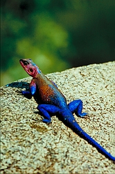 Agama lizard