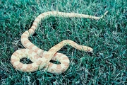 Albino eastern milk snake Poster