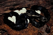 Black rat snake Poster