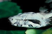 Boa constrictor Poster