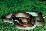 Boa constrictor Poster