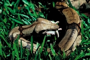 Boa constrictor Poster