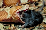 Broad-banded copperhead Poster