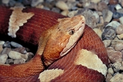 Broad-banded copperhead Poster