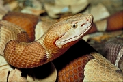 Broad-banded copperhead Poster