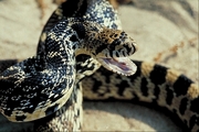 Bullsnake Poster