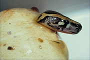 Burmese python Poster