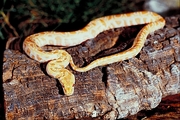 Burmese python Poster