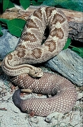 Cascabel rattlesnake Poster