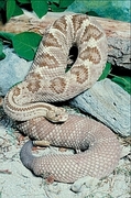 Cascabel rattlesnake Poster