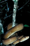 Cook's boa Poster