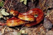 Corn snake Poster