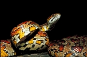 Corn snake Poster