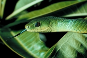 East African bush snake Poster