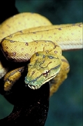 Emerald tree boa Poster