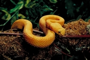 Eyelash viper Poster