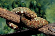 Eyelash viper Poster