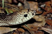 Florida pine snake Poster