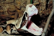 Gaboon viper Poster