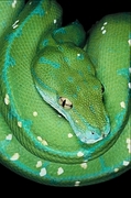 Green tree python Poster