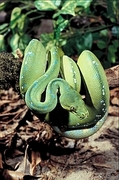 Green tree python Poster