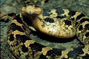 Hognose snake Poster