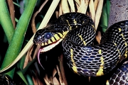 Mangrove snake Poster