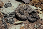 Massasauga rattlesnake Poster