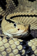 Mexican neotropical rattlesnake Poster