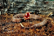 Mexican water moccasin Poster