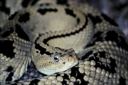 Neotropical rattlesnake Poster