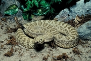 Prairie rattlesnake Poster