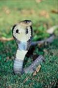 Siamese cobra Poster