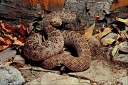 Western diamond back rattlesnake Poster