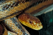 Yellow rat snake Poster