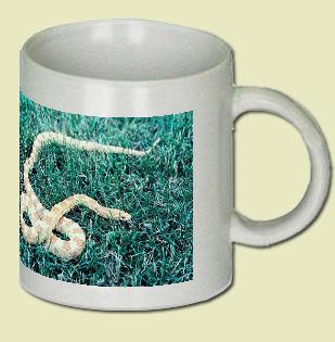 Albino eastern milk snake Coffee Mug